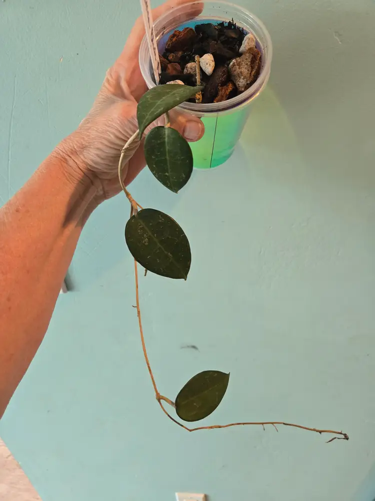 Hoya paracitica black margin  (add on?)