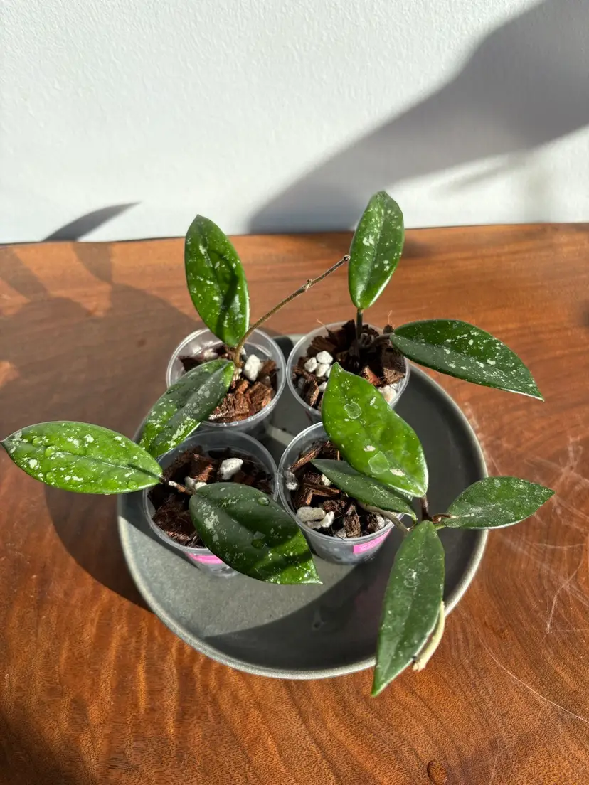 Hoya carnosa ‘Wilbur Graves Russia’ starter plants 🇺🇦