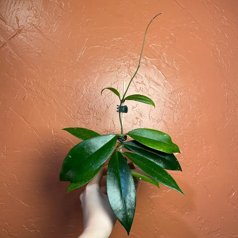 34 Hoya Jennifer x unk OP seedling