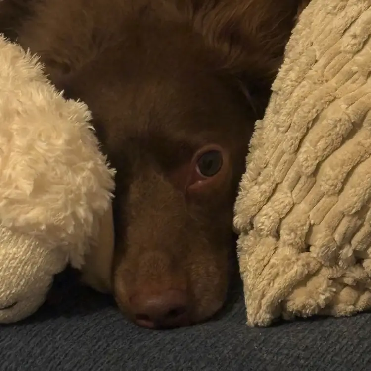 Buy Ollie A Squeaky Toy - They Are His Favorites