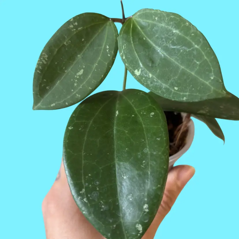 Hoya ‘Dark Gem’ (POH01)