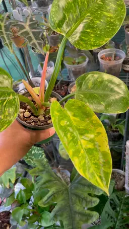 Rare Philodendron Green Congo “Nuclear” - Stunning Variegation!