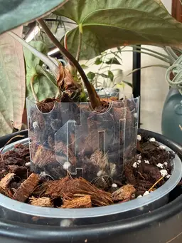 Plant Pot Extender - Clear Acrylic