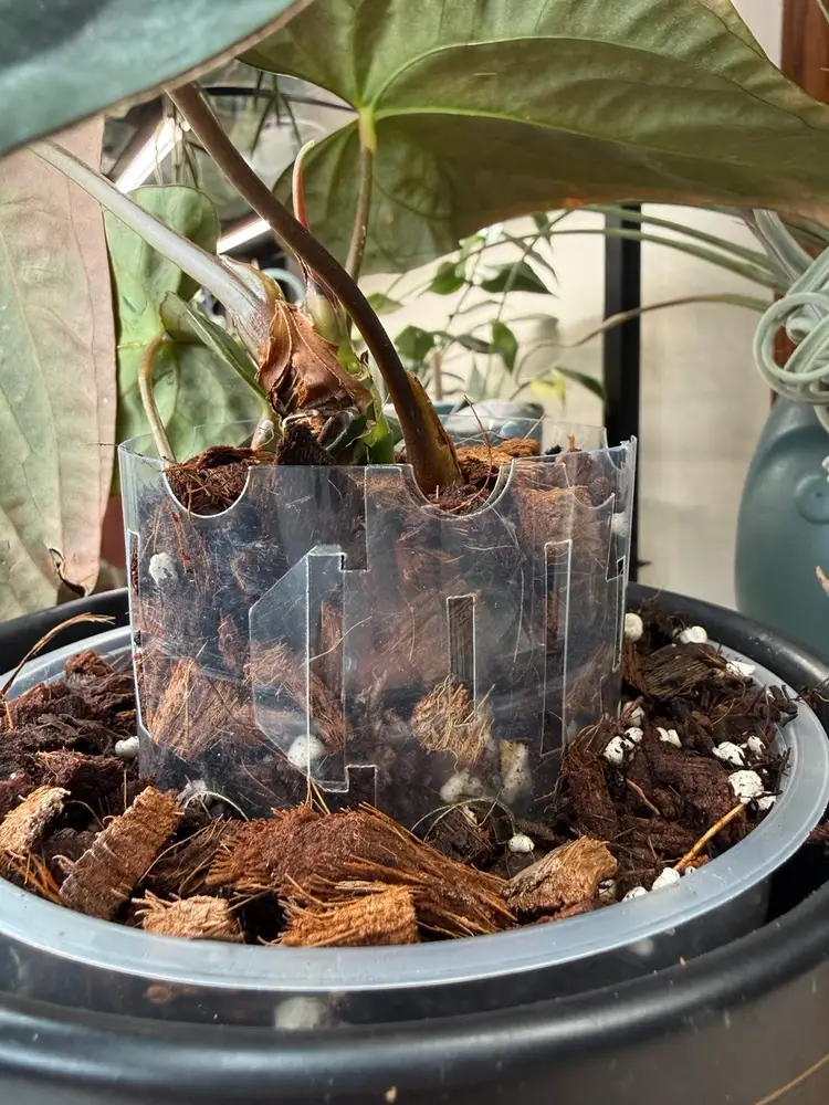 Plant Pot Extender - Clear Acrylic