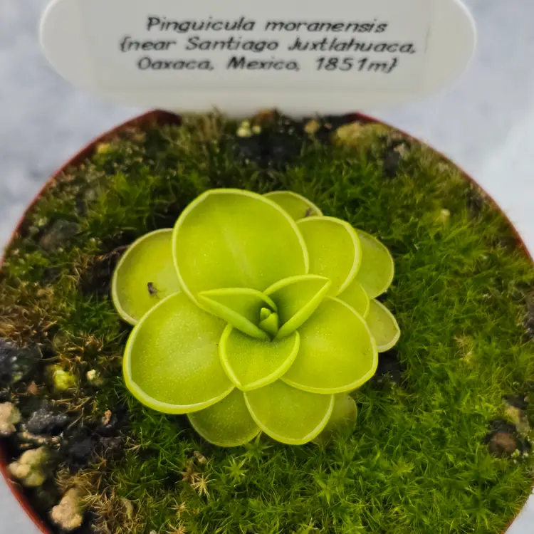 Pinguicula moranensis (Juxtlahuaca)