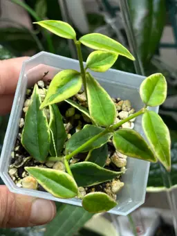 Hoya bella outer variegated
