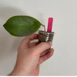 Hoya MB1219 ‘Dossy’ (Pink)