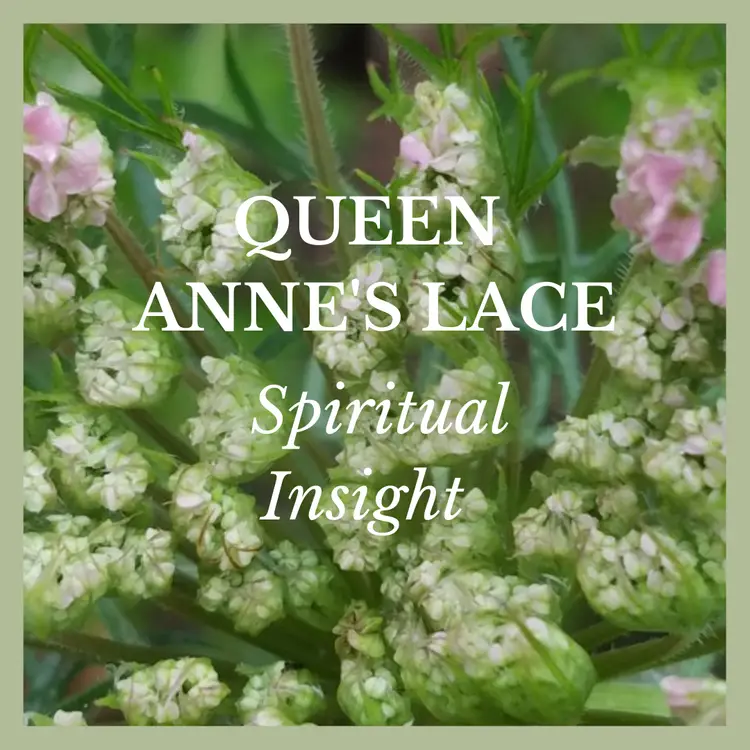 Spiritual Worker Set ~ Flower Essence Set for Light Workers & Readers & Intuitives