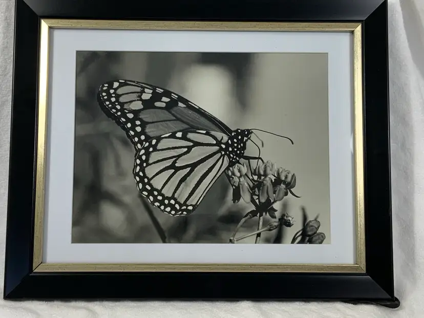 Vintage Original Art Photography Of John Boyd “Monarch Butterfly “