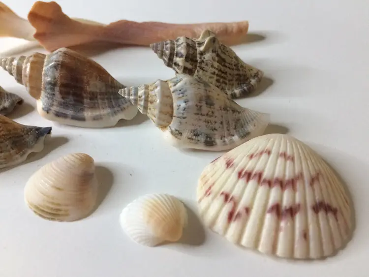 #2 - 9 Sea Shells Great for Crafting or Jewelry Making!