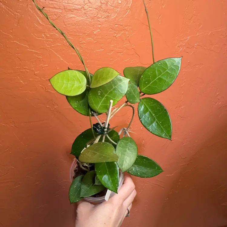 20 Hoya MA03 sp Anjuk Ladang