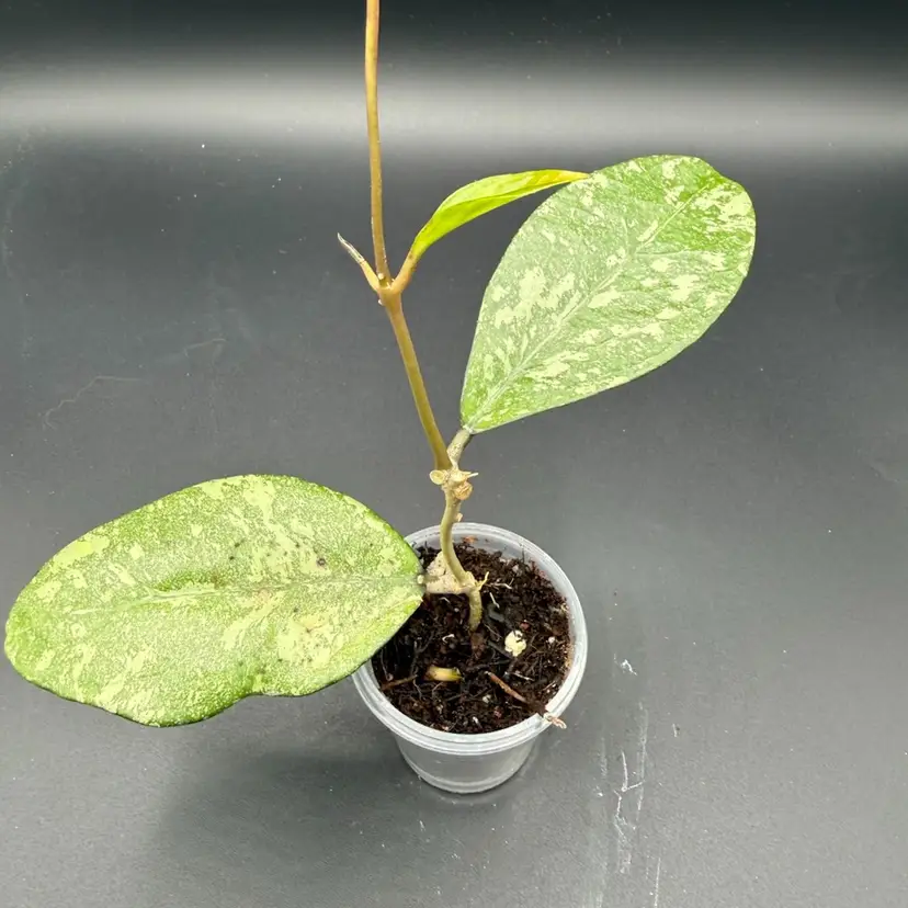 Crassipetiolata x michele clone 2