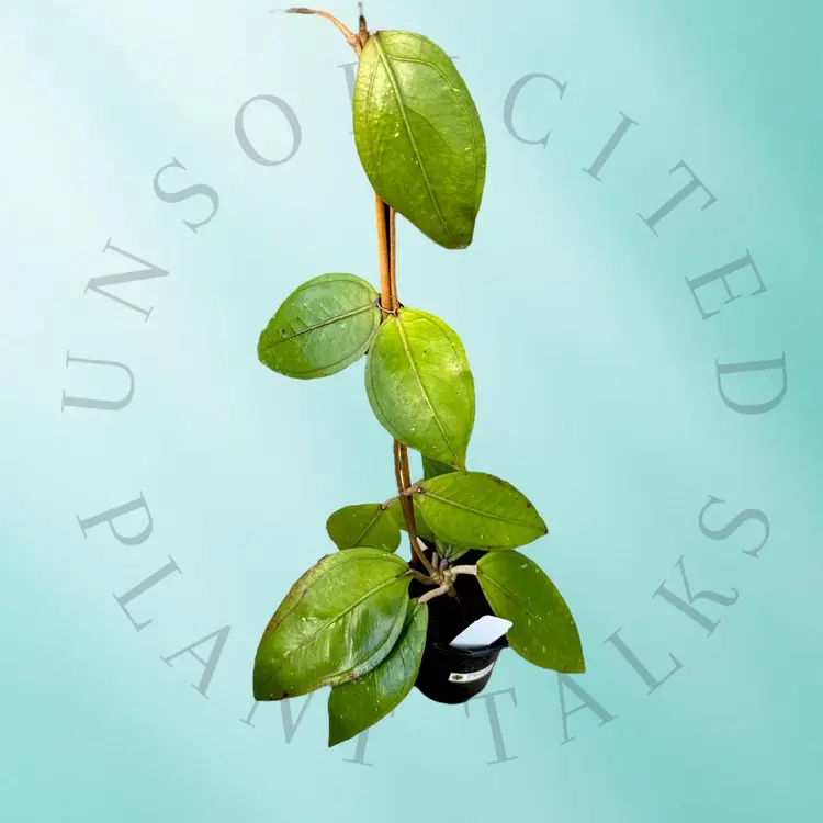 PS0256 - Hoya sp. (Aceh Gomas)