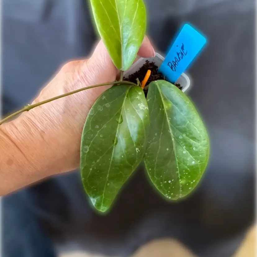Hoya cv Barbie (cutis porcelana x valmayoriana). GHX-03a
