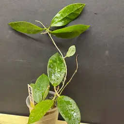 425 Hoya juannguoana x unk