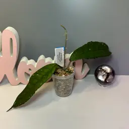 B27 sp Gumpang ‘Elephant Trunk’