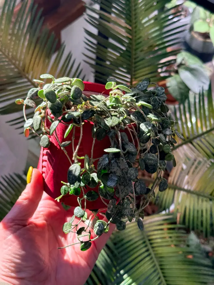 Plant Cover Pot - Leaf Embossed - 3.25” x 3.25” Inner