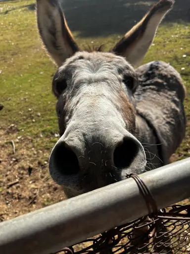 Friday Fabulous Finds And $1 Starts