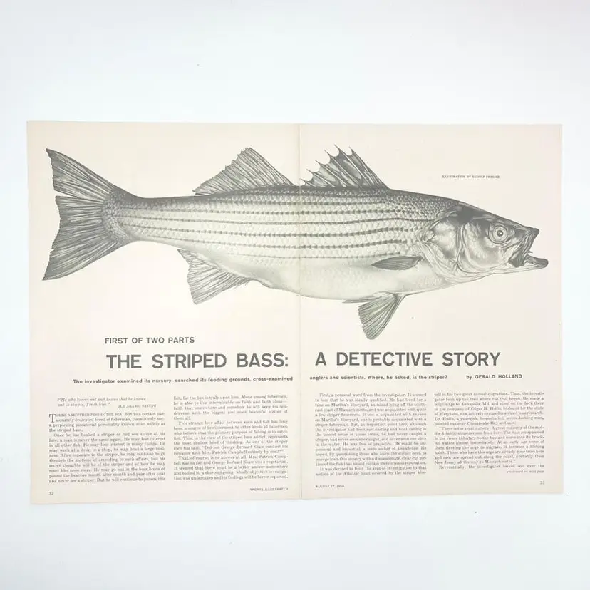 Striped Bass Art Illustration Saltwater Freshwater Fishing Rudolf Freund 1950s