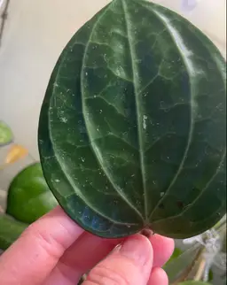 Large Leaf *Cuttings* Box