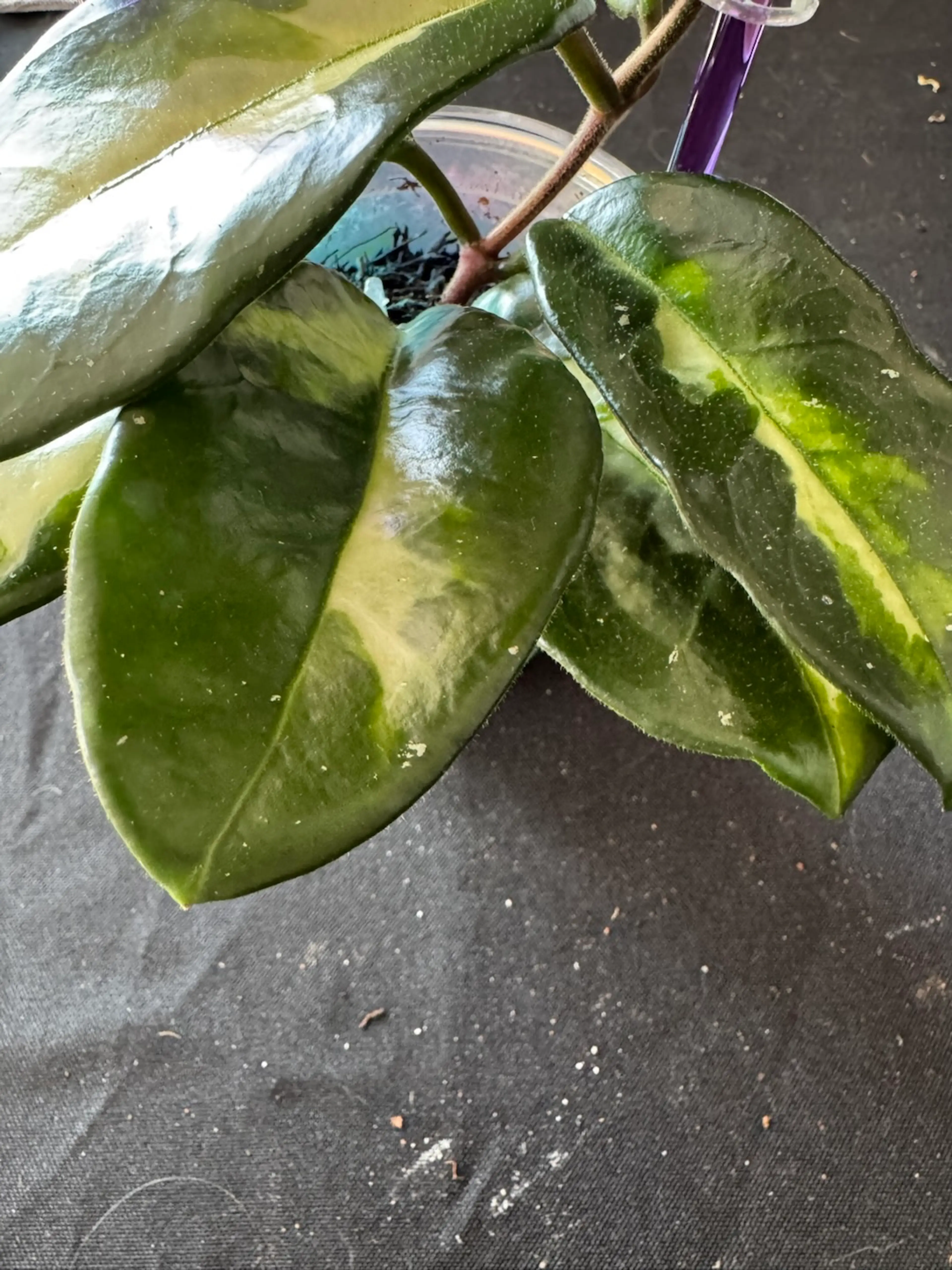 Image 3 of 3