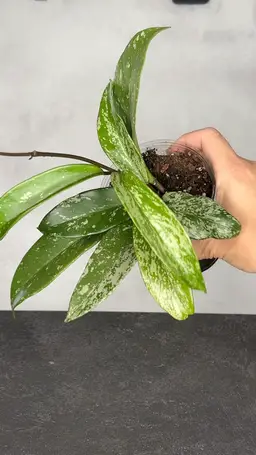 Hoya Pubicalyx (Splash)