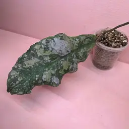 H. Undulata Silver (gets pink under high light)
