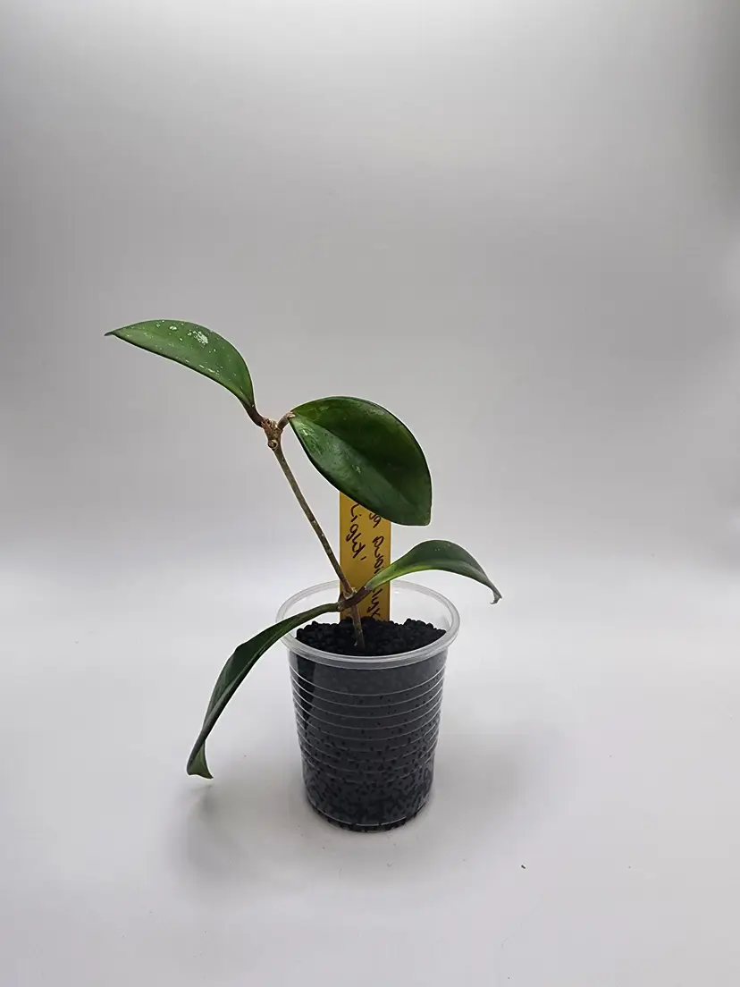 Hoya pubicalyx 'Light' (Yellow)