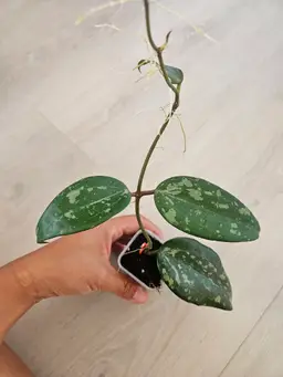 Hoya latifolia (reverted silver from Indonesia)