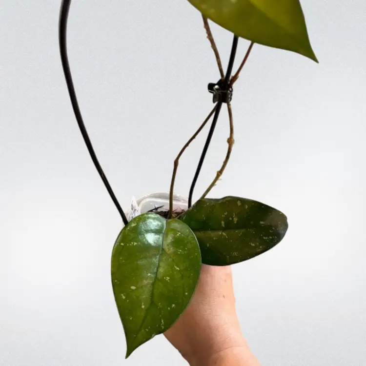 Hoya SMS ‘Gayle’