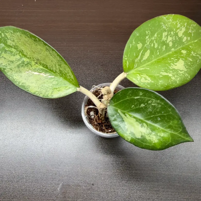 201 patcharawalai silver