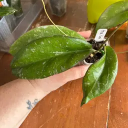 Hoya ‘Yuna’ (Luna’s BBL)