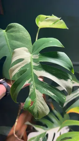 NOID JUNGLE MINT Monstera