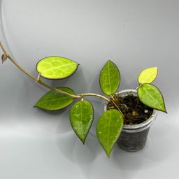 Hoya para black margin small leaf