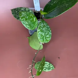 Hoya Acuta EPC-997  ( stable splash)