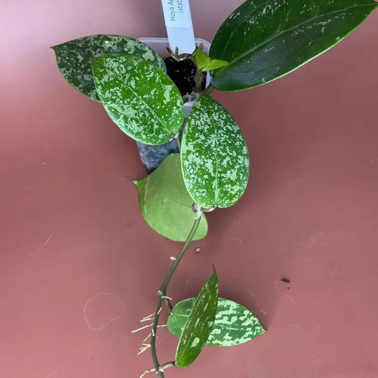 Hoya Acuta EPC-997  ( stable splash)