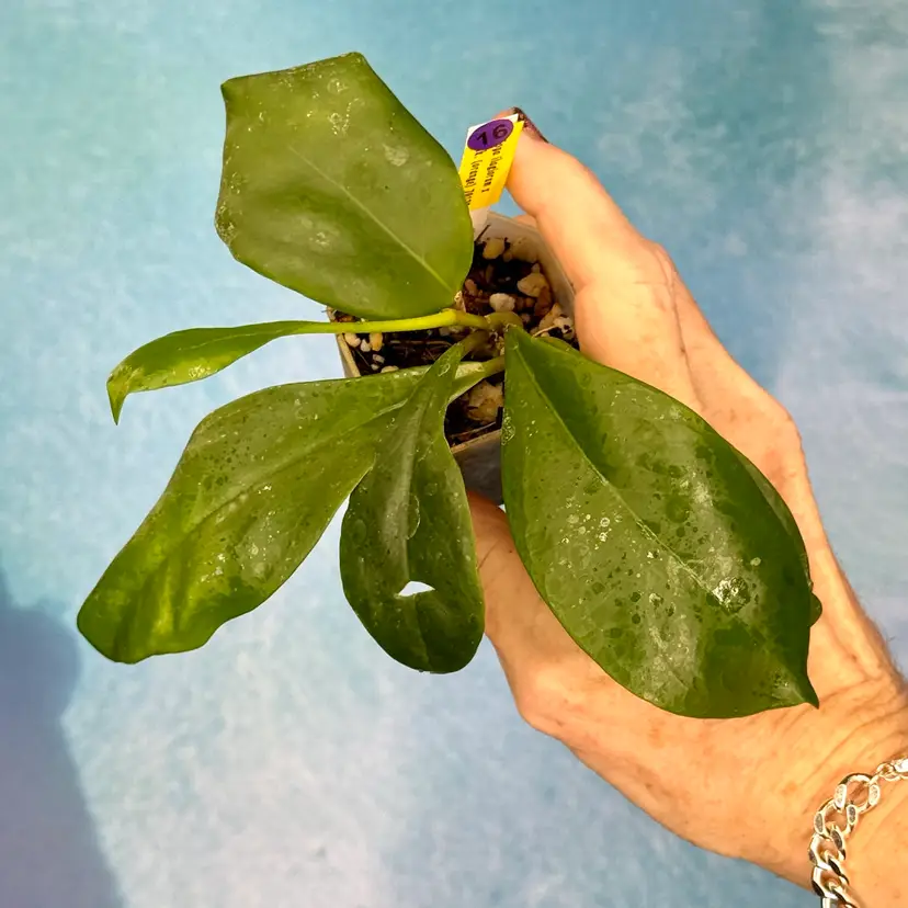 16 Hoya ilagiorum x unk. (from OP seedling)