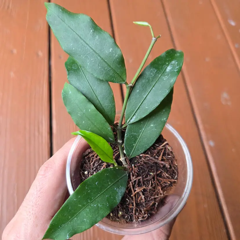 Hoya ALT999/West Java