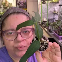 252 Pandurata Red Corona