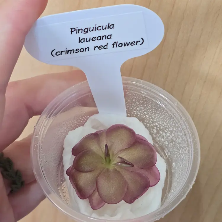 Pinguicula laueana (crimson red flower)