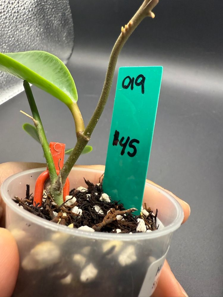 Hoya Pubicalyx sp ‘Baggo’