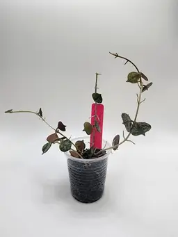 Hoya curtsii (silver)