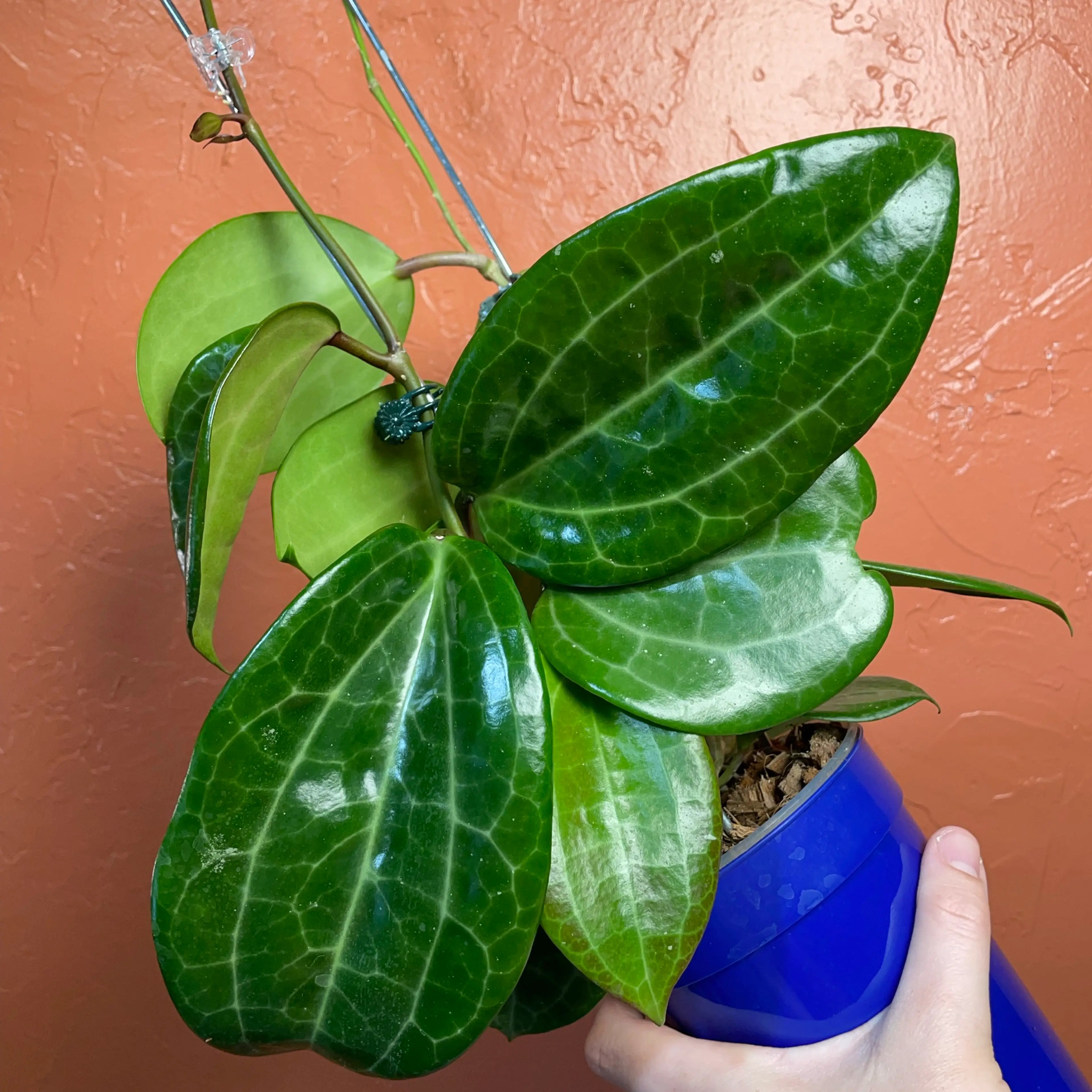 Image 2 of 3