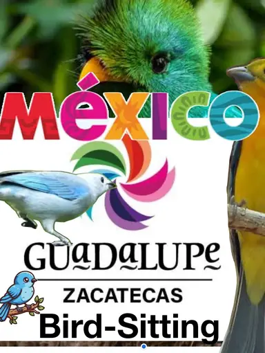 Short Live From Mexico Bird 🦅 Sitting For My Tia 