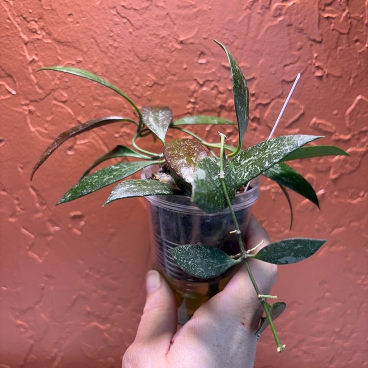 1187 Hoya ‘Rosita’ seedling (splash)