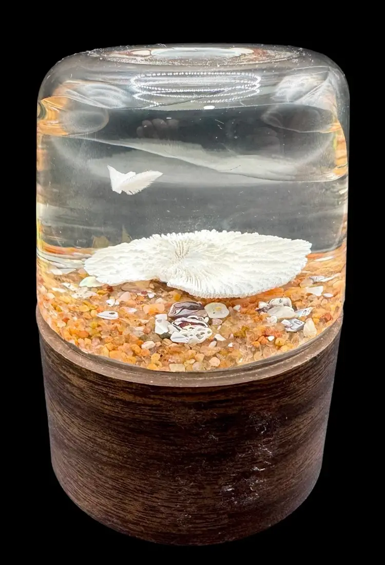 Vintage Nature Gems Sand Dollar Dove Coral Educational Embedments Paperweight