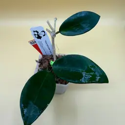 Verticillata suet Jade