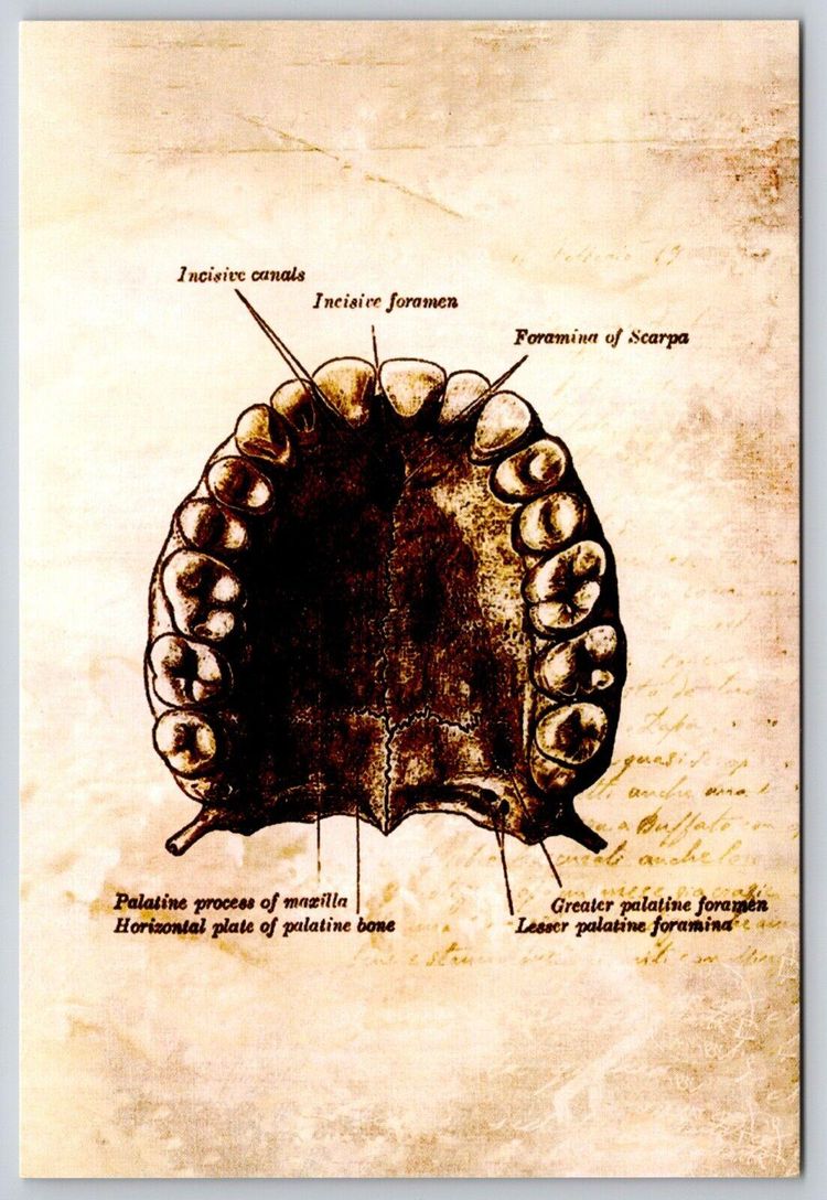 Postcard Human Upper Jaw Anatomy Biology Science Illustration Dental ... Biology Diagrams