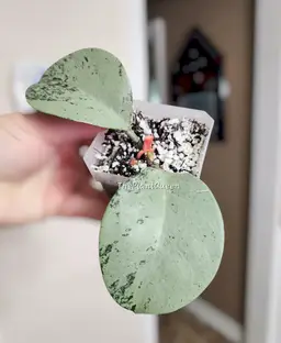 Hoya 'Stardust' (Silver)