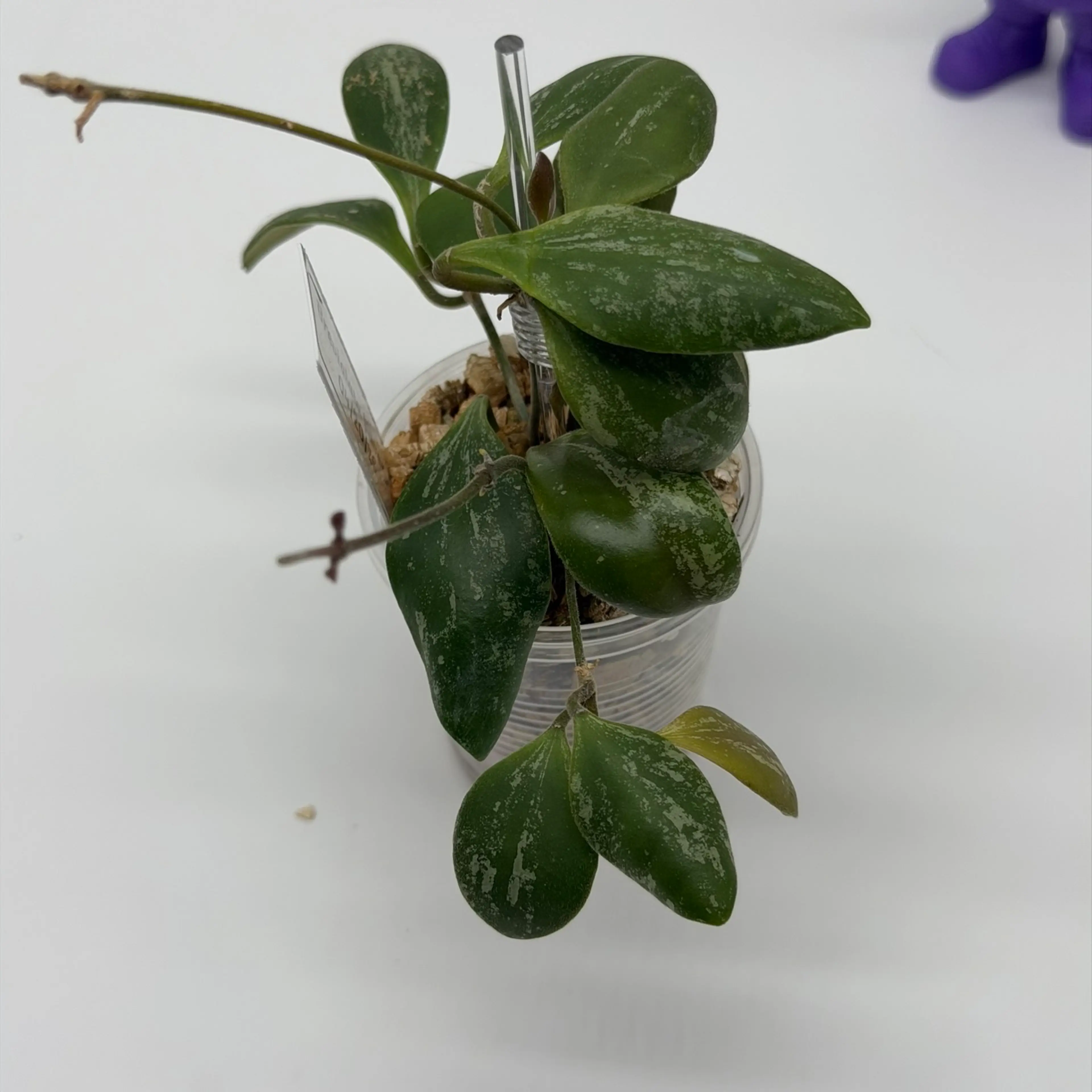 Image 4 of 4